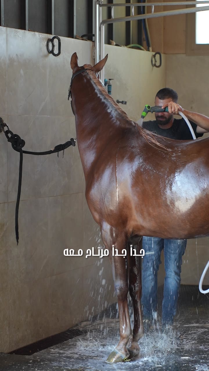تصوير منتجات Royal Horses مع الخيل